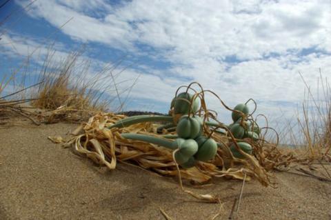 Pancratium maritimum L.