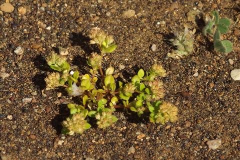 Polycarpon tetraphyllum (L.) L.