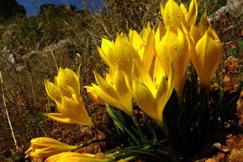 Sternbergia lutea (L.) Ker-Gawl. ex Spreng.