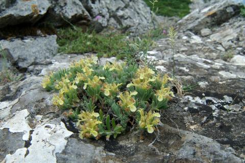 Teucrium montanum L. subsp. helianthemoides (Adamović) Baden.