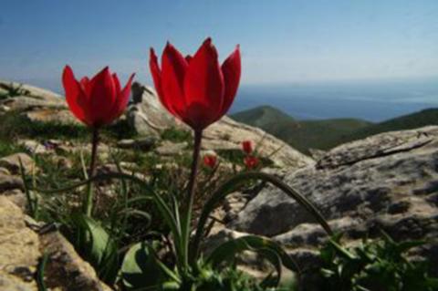 Tulipa goulimyi Sealy & Turrill.