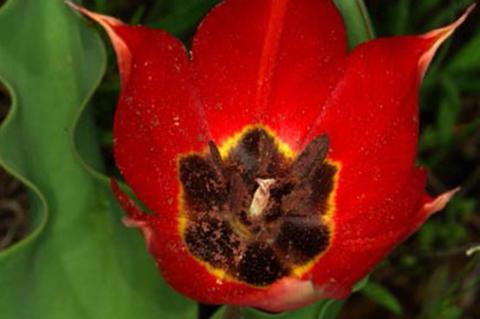 Tulipa undilatifolia Boiss.
