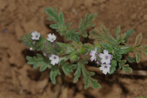 Verbena supina L.