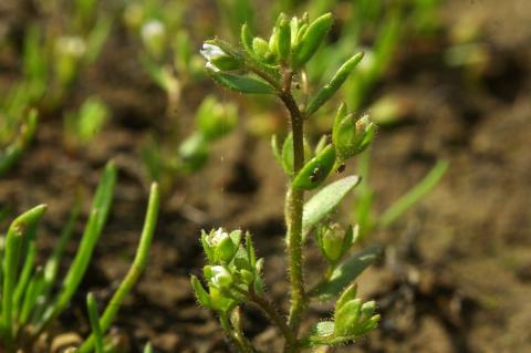 Veronica oetaea Gustavsson