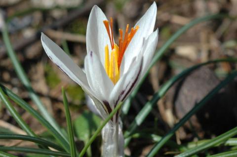 Crocus fleischeri J. Gay