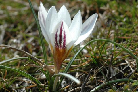 Crocus biflorus Mill. subsp. nubigena (Herb.) B. Mathew