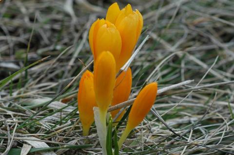 Crocus chrysanthus (Herb.) Herb.