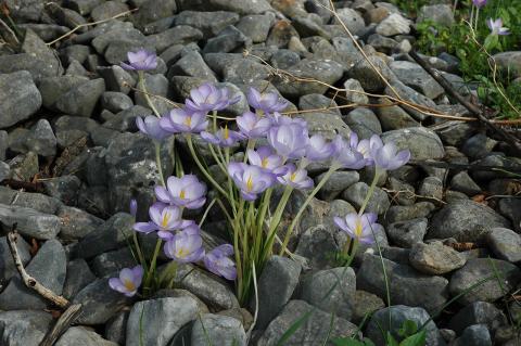 Crocus goulimyi Turrill