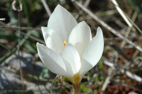 Crocus hadriaticus Herb.