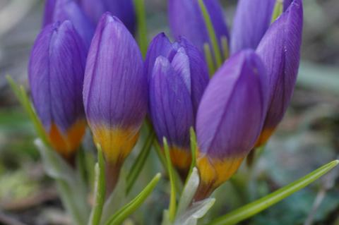 Crocus nivalis Bory & Chaub.