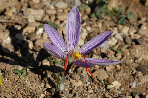 Crocus oreocreticus B.L. Burtt