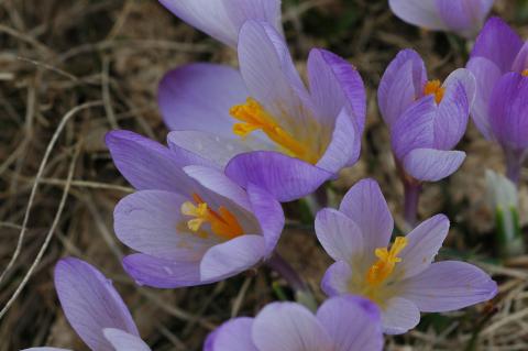 Crocus veluchensis Herb.