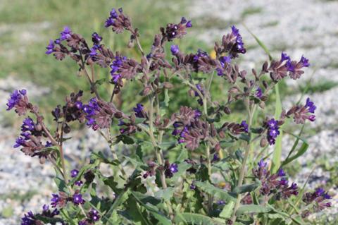 Anchusa undulata L. subsp. sartorii (Guşul) Selvi & Bigazzi.