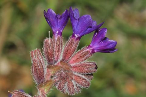 Anchusa undulata L. subsp. sartorii (Guşul) Selvi & Bigazzi.