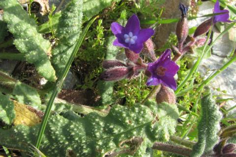 Anchusa undulata L. subsp. sartorii (Guşul) Selvi & Bigazzi.