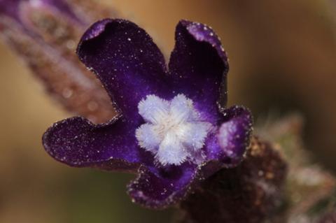 Anchusa undulata L. subsp. sartorii (Guşul) Selvi & Bigazzi.