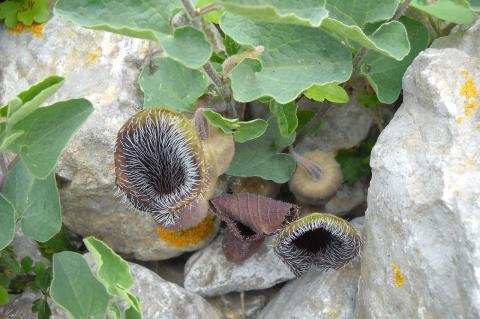 Aristolochia cretica Lam.