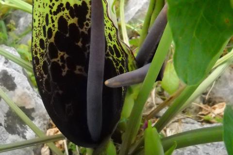 Arum dioscoridis Sm.