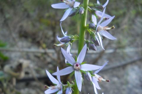 Asyneuma giganteum (Boiss.) Bornm.