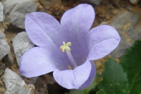 Campanula carpatha Halácsy