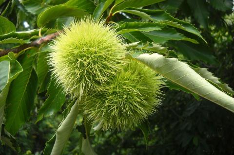 Castanea sativa Mill.