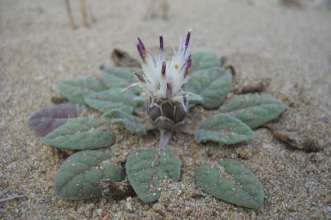 Centaurea aegialophila Wagenitz