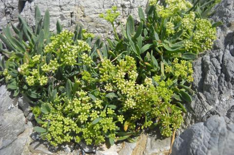 Crithmum maritimum L.