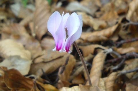 Cyclamen hederifolium Sol. ex Aiton