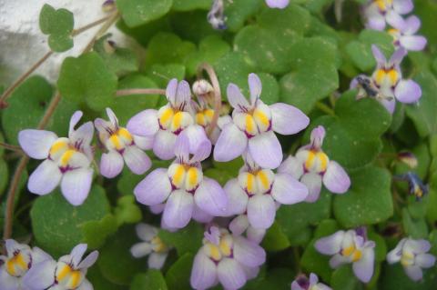 Cymbalaria microcalyx (Boiss.) Wettst. subsp. dodekanese Greuter