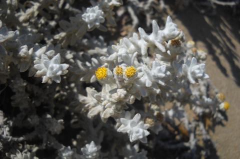 Achillea maritima (L.) Ehrend. & Y. P. Guo