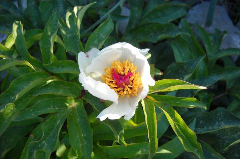 Paeonia clusii Stern