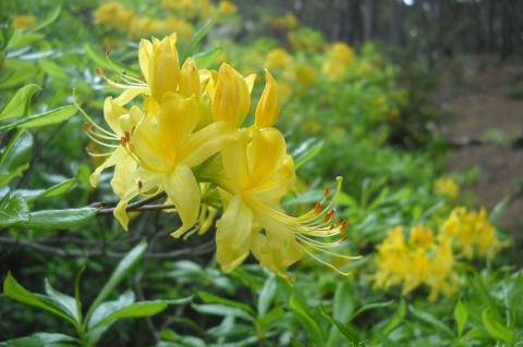 Rhododendron luteum Sweet