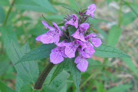 Stachys palustris L.