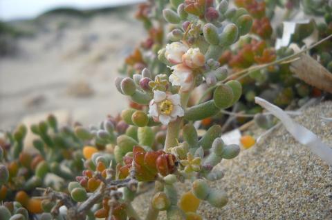 Tetraena alba (L. F.) Beier & Thulin