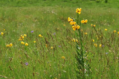 Αλπικό λιβάδι με (Alpine meadow with ) Lilium albanicum 