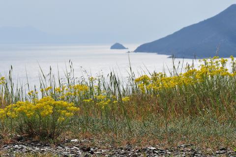 Alyssum lesbiacum (P. Candargy) Rech. f.