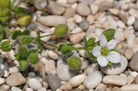 Arenaria leucadia Phitos & Strid.