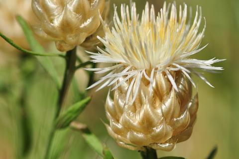 Centaurea chrysocephala Phitos & T. Georgiadis.