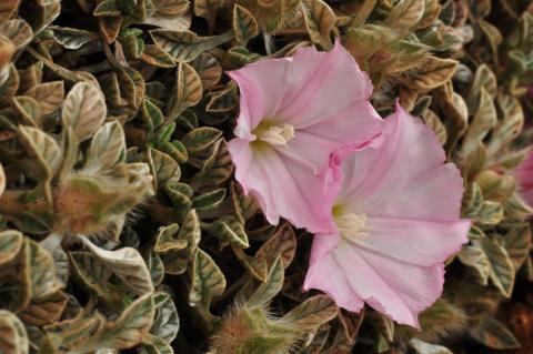 Convolvulus boissieri Steud. subsp. parnassicus (Boiss. & Orph.) Kuzmanov.