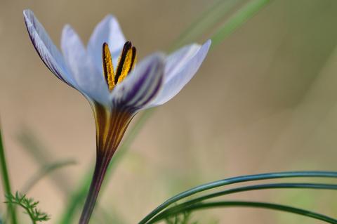 Crocus biflorus Mill. subsp. nubigena (Herb.) B. Mathew.