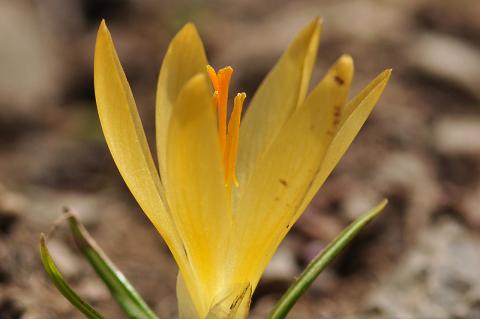 Crocus cvijikii Košanin.