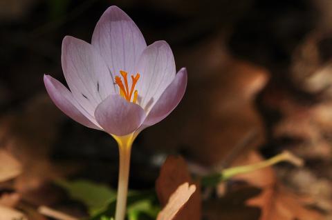 Crocus robertianus C.D. Brickell.