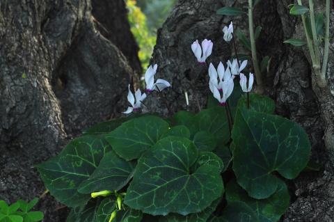 Cyclamen persicum Mill.