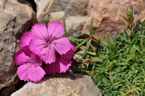 Dianthus haematocalyx Boiss. & Heldr. subsp. ventricosus Maire & Petitm.