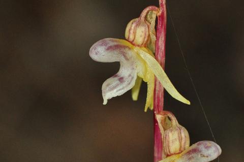 Epipogium aphyllum Sw.