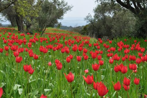 Χωράφι με (Field with) Tulipa agenensis 