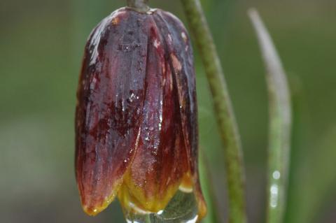 Fritillaria drenovskii Degen & Stoj.