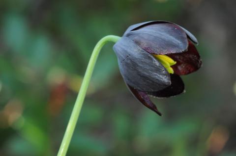 Fritillaria obliqua Ker-Grawl.