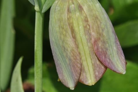 Fritillaria thessala (Boiss.) Kamari subsp. ionica (Halácsy) Kamari.