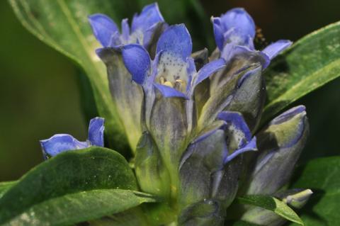 Gentiana cruciata L.